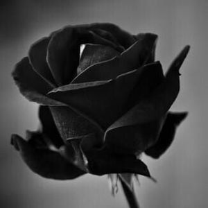 Meet your Posher, Martha